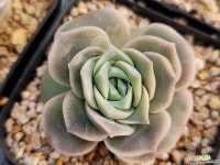 러블리로즈 36 - 엑스플랜트