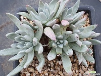 핫세이 401-6379 - 엑스플랜트