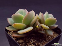 백봉 - 엑스플랜트