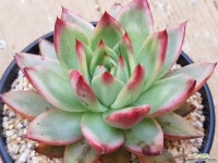 마리아희광금 1279 - 엑스플랜트