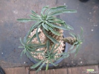 괴마옥 0596 - 엑스플랜트