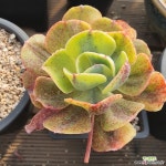 앙팡금 - 엑스플랜트