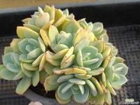 백봉 - 엑스플랜트