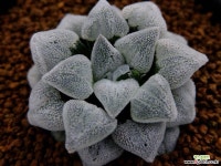 피그마에아 분설(粉雪) 자구 (Haworthia pygmaea Kona-Yuki, offset) : 하월시아 - 엑스플랜트 피그마에아 분설(粉雪) 자구... 