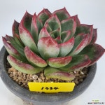 브레들리 1334 - 엑스플랜트