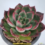 브레들리 1334 - 엑스플랜트