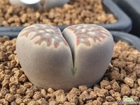 리톱스 레드도로시 101-6576 - 엑스플랜트