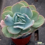 (1月)백봉58 - 엑스플랜트