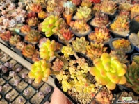 유한회사 자연생 | 샹그릴라 자연군생 묵은둥이 - 엑스플랜트