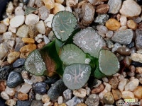 대경만상 47-16 - 엑스플랜트