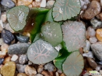 대경만상 47-16 - 엑스플랜트