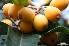 특용수 비파나무 키80cm포트 - 엑스플랜트