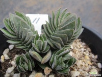 부다템플 1011 - 엑스플랜트