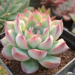 모란(1334) - 엑스플랜트