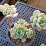 바닐라비스(1461) - 엑스플랜트