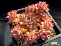 메비나 1-288 - 엑스플랜트