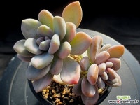 석연화금 1-292 - 엑스플랜트