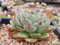 에어로즈 401-6975 - 엑스플랜트