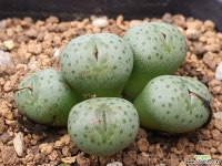 코노피튬 101-6987 - 엑스플랜트