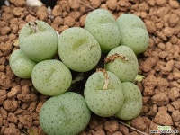 코노피튬 101-6988 - 엑스플랜트