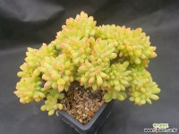 팔천대철화 - 엑스플랜트