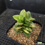 신동금565 - 엑스플랜트