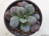 바론볼드7444 - 엑스플랜트