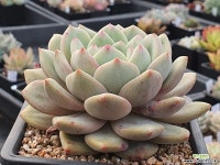 아리엘 301-7149 - 엑스플랜트