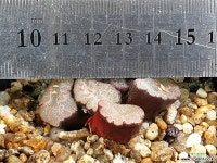 우의 58-30 - 엑스플랜트