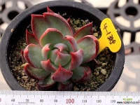 카시오적금 4-1318 - 엑스플랜트