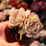 스트로베리아이스 780114 - 엑스플랜트