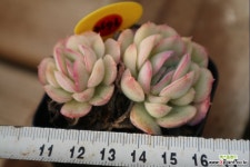 스트로베리아이스2676 - 엑스플랜트