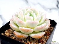 달비 17-401 - 엑스플랜트