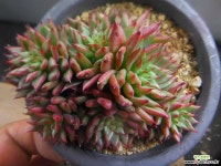 레인스타 115-1061 - 엑스플랜트