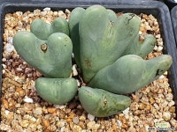 축전 101-7326 - 엑스플랜트