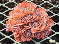 수연 - 엑스플랜트