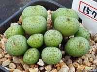 플라붐 1572 - 엑스플랜트