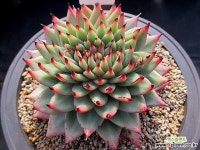 마제스타 1-460 - 엑스플랜트