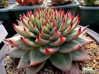 마제스타 1-460 - 엑스플랜트