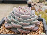 레드벨벳 401-7379 - 엑스플랜트