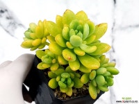 춘맹(자연군생) 18-31 - 엑스플랜트