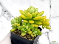 춘맹(자연군생) 18-31 - 엑스플랜트