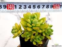 춘맹(자연군생) 18-31 - 엑스플랜트