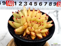 골드샤치 19-102 - 엑스플랜트