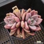 루비도나42 - 엑스플랜트