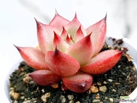 홍로 20-156 - 엑스플랜트