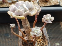 묵은큐피트 - 엑스플랜트