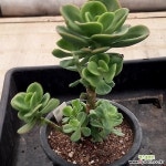 (1月)홍매화中12 - 엑스플랜트