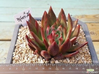 노을에 물든 묵둥이 루이스금-120A - 엑스플랜트