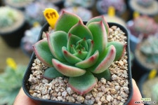 레드콘899 - 엑스플랜트